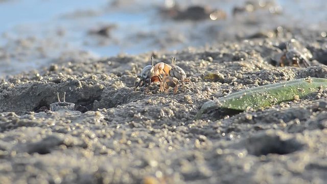 fiddler grab on sand mangrove forest, crab