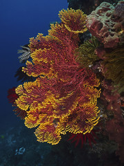 Fototapeta premium Red and yellow sea fan, Rotgelbe Gorgonie