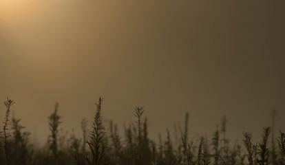 Long grasses against hazy sky