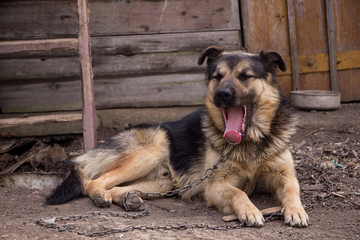 Dog on the chain yawns. Home guard dog is yawning.