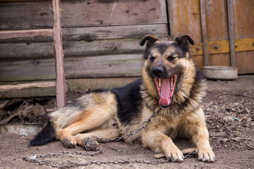 Dog on the chain yawns. Home guard dog is yawning.