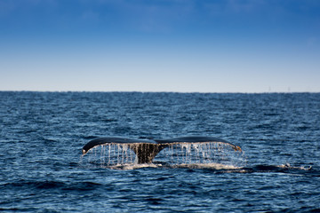 Whale fluke Maui