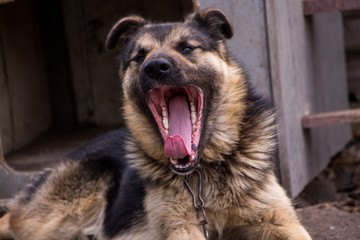 Dog on the chain yawns. Home guard dog is yawning.