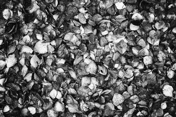 Fallen leaves in high contrast b&w