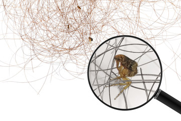 Flea or Human Flea (Pulex irritans) on human hair. View through a magnifying glass. Macro