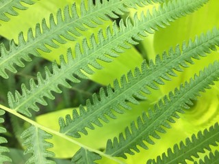 Monochromatic Sawtooth Edged Leaves