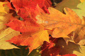 Naklejka na ściany i meble autumn leaves of maple and oak on the water