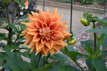 Dahlia orange au jardin en été