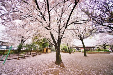 Obraz premium 公園の桜