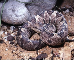 robust ground rattlesnake, Central American jumping pit viper, Atropoides nummifer mexicanus