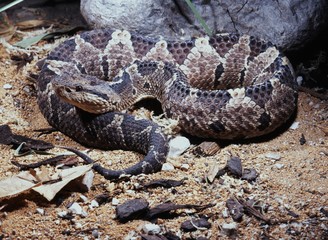 robust ground rattlesnake, Central American jumping pit viper, Atropoides nummifer mexicanus