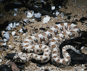 Naklejka premium small ground viper, Horned adder, Bitis caudalis edi