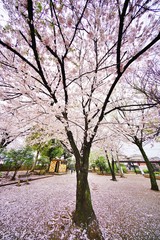 公園の桜