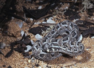 small ground viper, Horned adder, Bitis caudalis edi