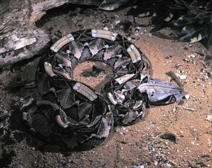 Gaboon viper, Bitis gabonica rhinoceros, is the largest viper with large poison teeth