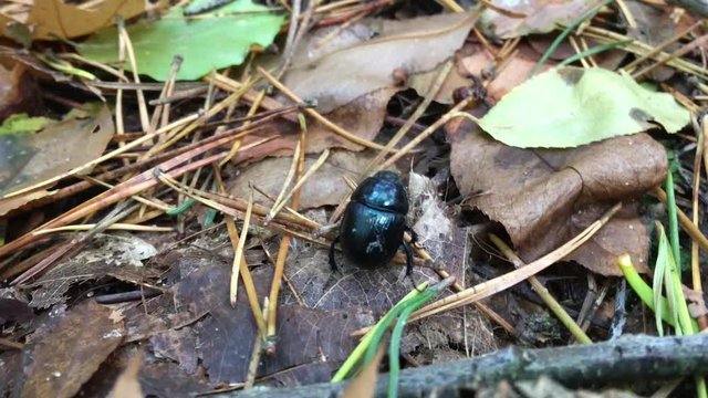 Waldmistk&auml;fer ( Anoplotrupes stercorosus )