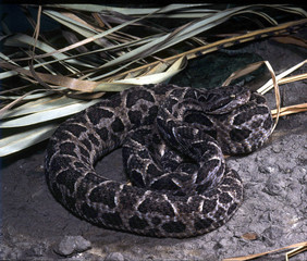Neuwied lancehead, Bothrops neuwiedi, South American rattlesnake