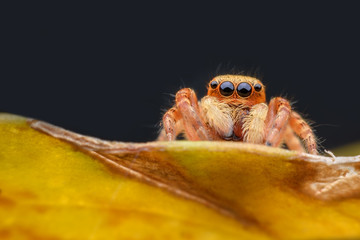 Close up Jumping spider on yellow leaf