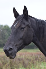 Obraz premium Dark horses animal portrait