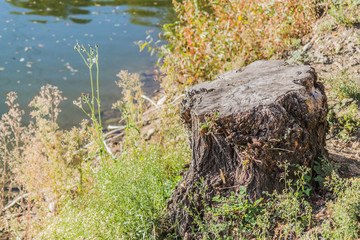 Ceppo di albero in riva al fiume