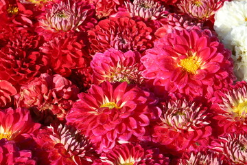 馬見丘陵公園のダリア