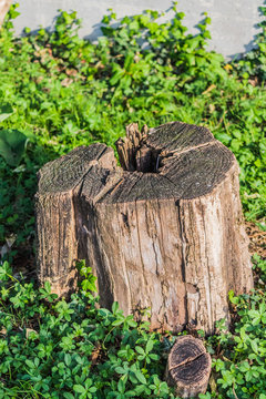 Vecchio ceppo di albero