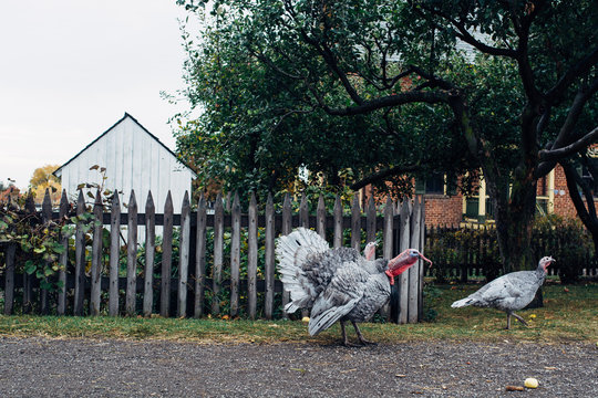 Group of male and female turkeys in a farmyard