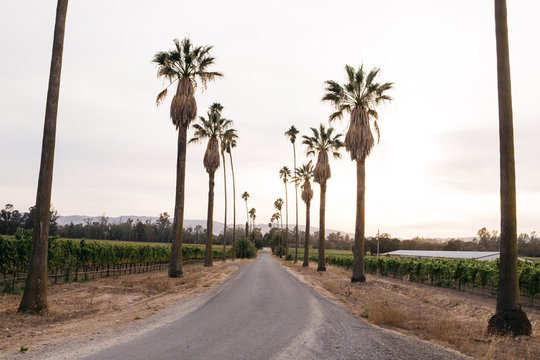 California Drive Way Lined With Palm Trees