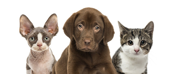 Close-up of cats and dog, isolated on white