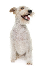 female fox terrier