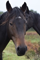 Obraz na płótnie Canvas Dark horses animal portrait