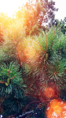 Fototapeta na wymiar Pine branch blurred colorful background forest. Green branches closeup beautiful background