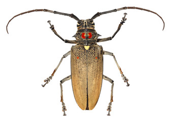 Mango tree borer (Batocera rufomaculata) isolated on a white background