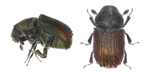 Bark beetle (Phloeosinus aubei) isolated on a white background