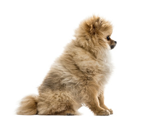 Side view of a pomeranian puppy, isolated on white