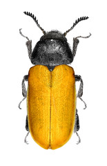 Comb-clawed beetle Omophlus sp. (Tenebrionidae: Alleculinae) isolated on a white background