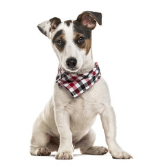 Jack Russell Terrier puppy with checked scarf, isolated on white