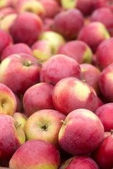 Ripe apples, harvesting in the garden.