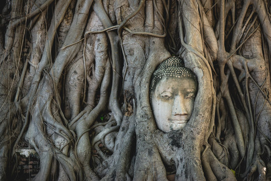 Roots fasten Buddha face
