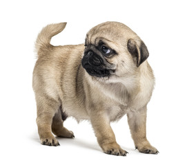 Obraz premium Pug puppy standing, looking backwards, isolated on white