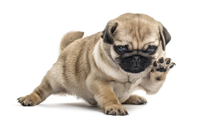 Pug puppy playing, isolated on white