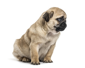 Pug puppy sitting, looking away, isolated on white