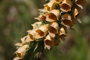 Rusty foxglove (Digitalis ferruginea)