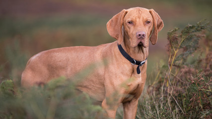 Vizsla dog 2