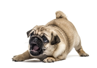 Pug puppy playing, isolated on white