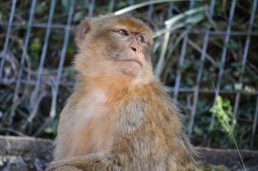 Parque Natural Cabarceno Cantabria España