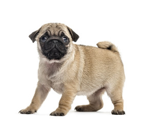 Pug puppy standing, isolated on white