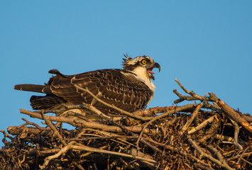 Osprey guarding nest