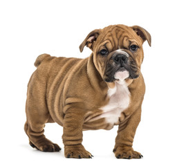 Bulldog puppy standing, isolated on white