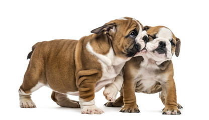 Bulldog puppies cuddling, isolated on white